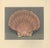 1935 Rare Set of 3 French Lithographs- Sea Shells For Sale In New York - Image 6 of 7