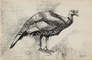 Pasquale Patrick Stigliani New York City Drawing of Turkey in Graphite 1981