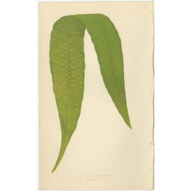E.J. Lowe, Exotic Fern, 1856, Lithograph, Set of 6 For Sale - Image 3 of 10