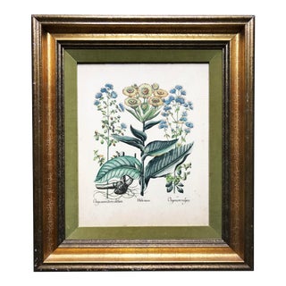 Framed Botanical Print For Sale