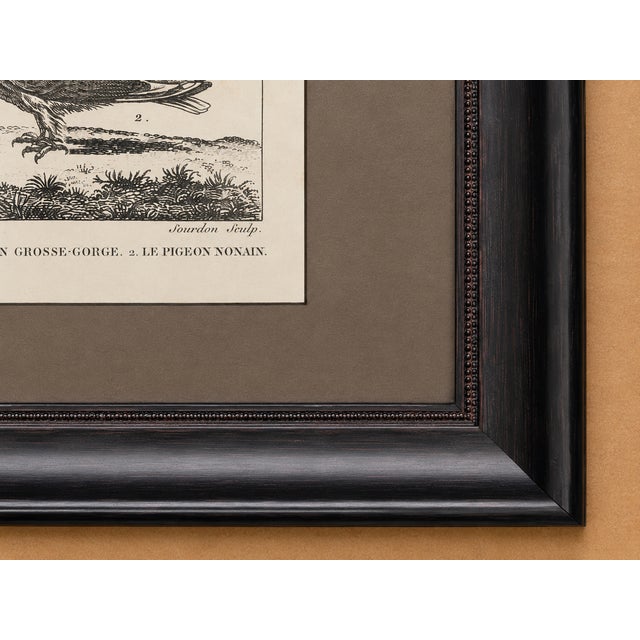 Framed 1780 “Atlas Des Oiseaux” Woodcuts in 16-Opening Conservation Mat — Italian Mahogany Frame (Birds) For Sale - Image 4 of 4