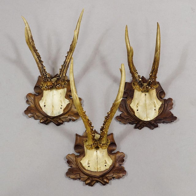 Early 20th Century Antique Collection of Six Roe Deer Trophies, Germany Ca. 1890s / 1900s For Sale - Image 5 of 10