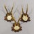 Early 20th Century Antique Collection of Six Roe Deer Trophies, Germany Ca. 1890s / 1900s For Sale - Image 5 of 10