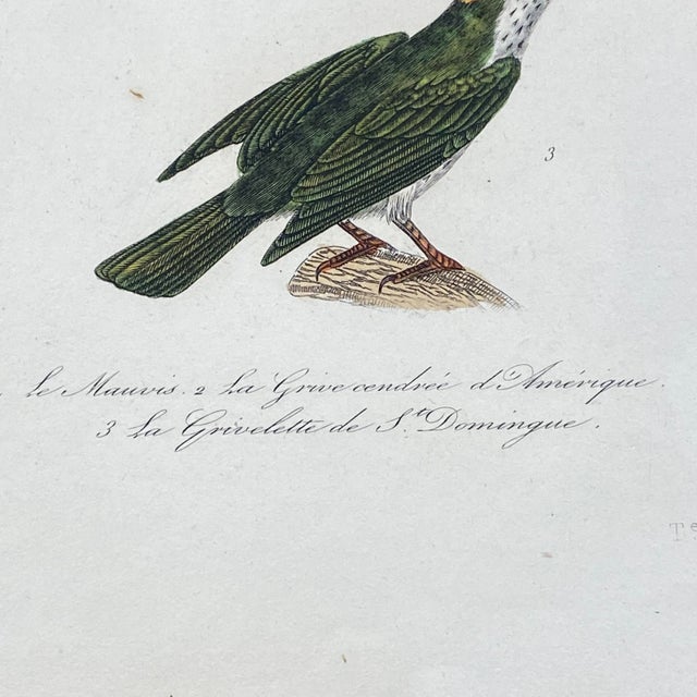 French Antique 18th Century Bird Engraving Hand Colored Artwork For Sale In Portland, ME - Image 6 of 8