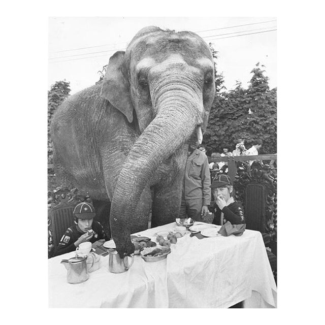 'Elephant for Tea' Unframed Archival Pigment Print For Sale