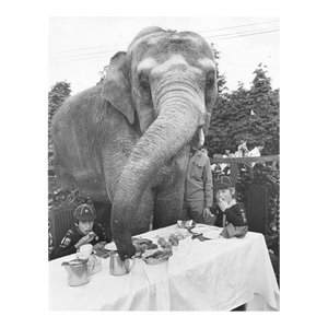 'Elephant for Tea' Unframed Archival Pigment Print