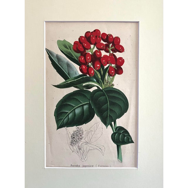 Original antique botanical print of Aucuba Japonica hand colored lithograph circa 1860. Presented in archival matte and...