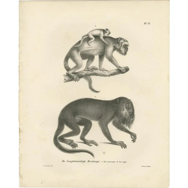 Paper C. Last, Forest Devil, Miriki & Long-Bearded Howler Monkeys, 1836, Lithographs, Print For Sale - Image 7 of 8