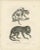 Paper C. Last, Forest Devil, Miriki & Long-Bearded Howler Monkeys, 1836, Lithographs, Print For Sale - Image 7 of 8