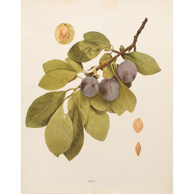 A magnificent original antique photogravure (print) of Gueii Plums by Ulysses Prentiss Hedrick (1870-1951). Superb...