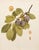 A magnificent original antique photogravure (print) of Gueii Plums by Ulysses Prentiss Hedrick (1870-1951). Superb...