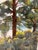 1990s 1990s Original Plein Air Style Oil Pastel Landscape, Pines and Sagebrush With Distant Lake, Unknown Artist For Sale - Image 5 of 5