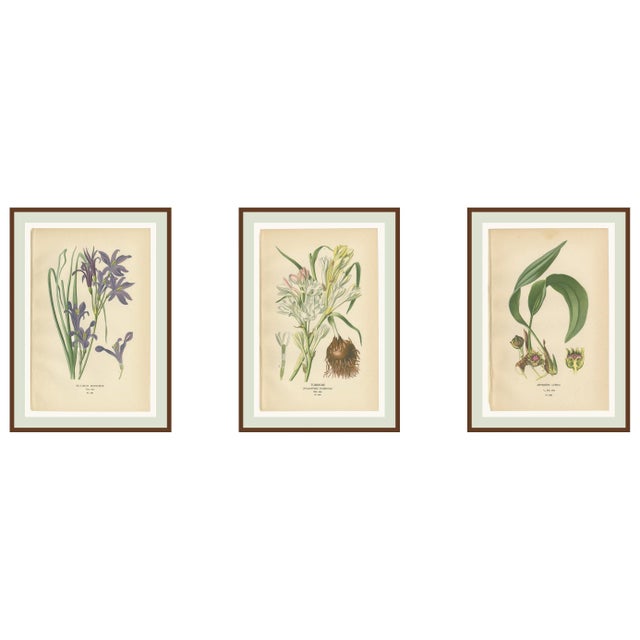 Edward Step, Ixiolirion, Tuberose & Aspidistra, 1897, Chromolithographs, Set of 3 For Sale - Image 10 of 10
