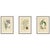 Edward Step, Ixiolirion, Tuberose & Aspidistra, 1897, Chromolithographs, Set of 3 For Sale - Image 10 of 10