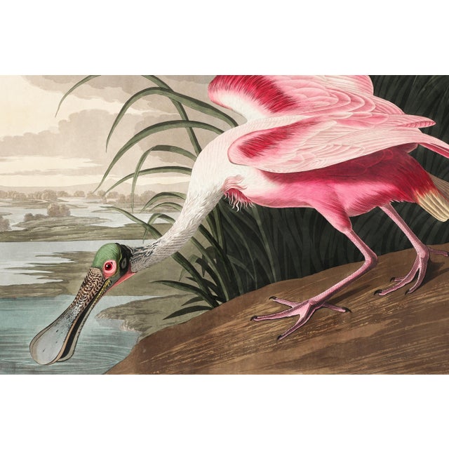 Pink Roseate Spoonbill by John James Audubon, Vintage Art Print Reproduction, 18" × 12" For Sale - Image 8 of 10