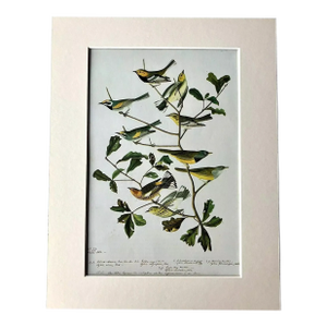 Vintage John James Audubon Matted Print, 1966: Black-Throated Warbler & Others