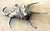 Ruzzetti and Gow Silvered Large Shell For Sale - Image 10 of 12