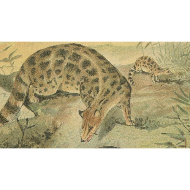 Late 19th Century Antique Victorian Asian Mammal Print, 1894 For Sale - Image 5 of 9
