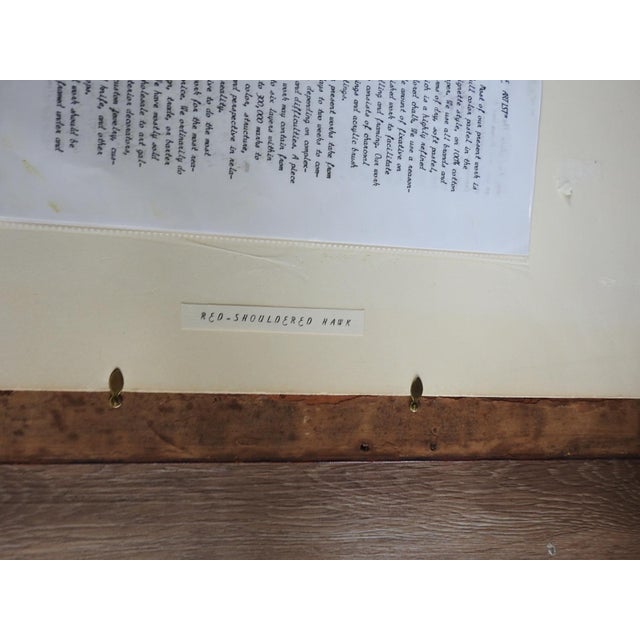 Late 20th Century Porter Family Hawk Pastel Drawing For Sale In Seattle - Image 6 of 7