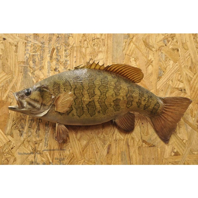 Vintage Smallmouth Bass Fish Wall Mount Taxidermy Real Skin Fishing Wall Decor. Circa Mid 20th Century. Measurements...