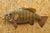 Vintage Smallmouth Bass Fish Wall Mount Taxidermy Real Skin Fishing Wall Decor. Circa Mid 20th Century. Measurements...