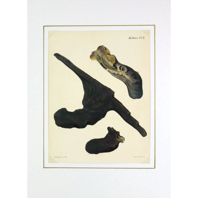 Nautical 1878 Antique Oyster Shell Print For Sale - Image 3 of 3