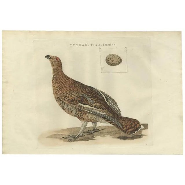 Antique Bird Print of the Female Black Grouse by Sepp & Nozeman, 1789 For Sale