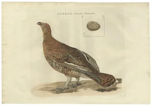 Antique Bird Print of the Female Black Grouse by Sepp & Nozeman, 1789
