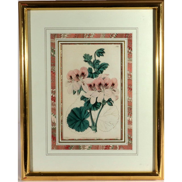 Antique Botanical Prints of Geranium by Robert Sweet For Sale - Image 4 of 18