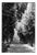 Paul Cooklin, Treeline, Edition of 50 For Sale