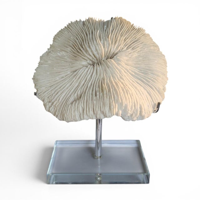 Natural White Mushroom Coral Specimen on Glass Block For Sale - Image 12 of 12