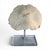 Natural White Mushroom Coral Specimen on Glass Block For Sale - Image 12 of 12