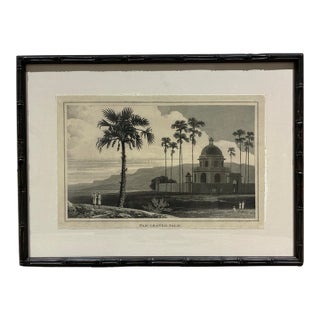 Natural Curiosities “Fan-Leaved Palm” After William Daniell 1807 Framed Print For Sale