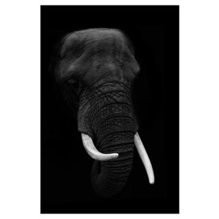Ethan Bjerke / Eyeem, Close-Up of Elephant Against Black Background, Photographic Paper For Sale