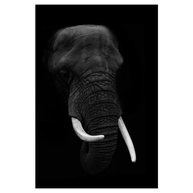 Ethan Bjerke / Eyeem, Close-Up of Elephant Against Black Background, Photographic Paper For Sale