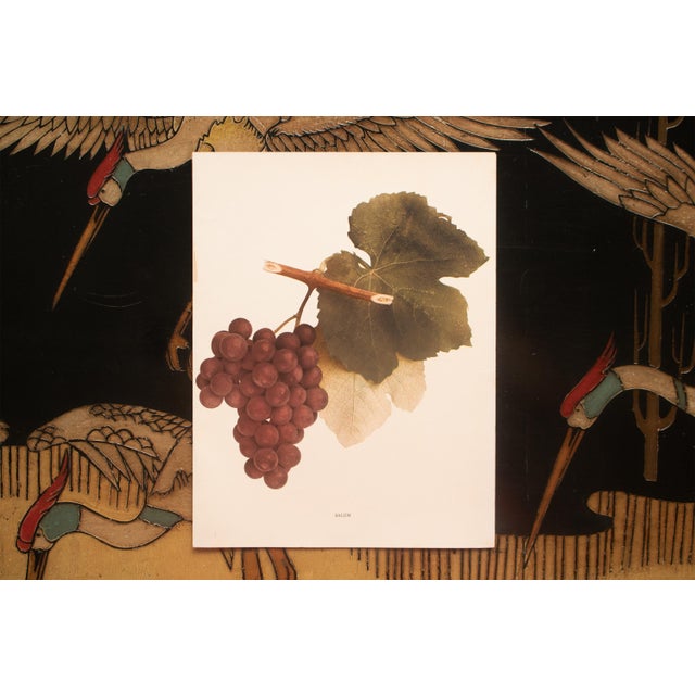 1900s U. P. Hedrick, Original Antique Photogravure of Salem Grapes For Sale In Dallas - Image 6 of 7