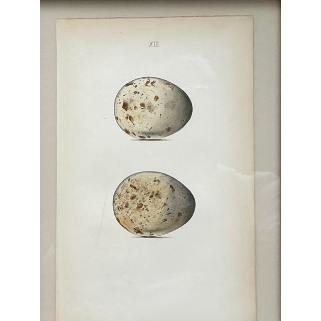 Shabby Chic Vintage Original Book Plates of Eggs - A Pair For Sale - Image 3 of 12