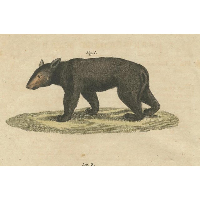 Bertuch, Tapir & Bear Zoological, 1800, Engraving For Sale - Image 6 of 9