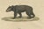 Bertuch, Tapir & Bear Zoological, 1800, Engraving For Sale - Image 6 of 9