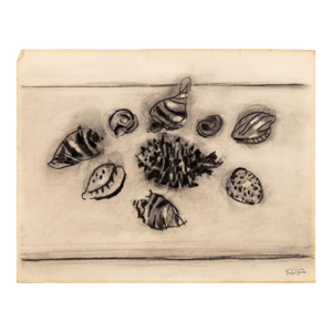 Manfred Schwartz Still Life of Seashells Charcoal