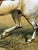 Scarlet 19th Century Hunting Painting “Hare Seeds Gentlemen! Hare Seeds With the Quorn Hunt” Tom Firr Huntsman on Horse Grey Whitelegs by Basil Nightingale For Sale - Image 8 of 18