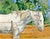 An oil on canvas painting of a horse by the American artist Katharine Sutphin (1954-2014). This piece features a white...