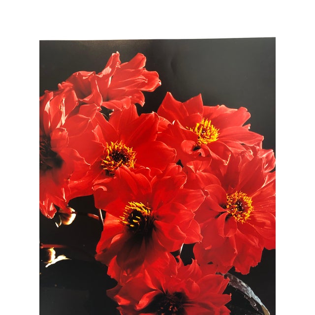American Peter C. Jones 1, Great Dahlias, Large Format Flowers Photo 24X20 Color Photograph Beach House, 2004 For Sale - Image 3 of 4