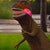 A Walk in the Park by Josh Talbott | Acrylic on Canvas Dinosaur in a park setting. For Sale - Image 4 of 4