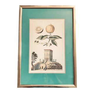 Framed Volkamer Citrus Botanical Aranzo Acuminato Print For Sale