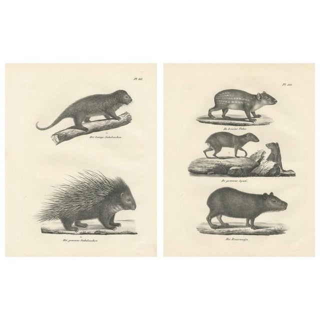 After Schinz, Porcupine, Agouti & Tapir, 1830, Lithographs, Set of 2 For Sale - Image 9 of 9