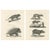 After Schinz, Porcupine, Agouti & Tapir, 1830, Lithographs, Set of 2 For Sale - Image 9 of 9