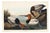 Canvas Backed Duck, Vintage Art Print Reproduction From Birds of America by John James Audubon, 48″ × 32″ For Sale