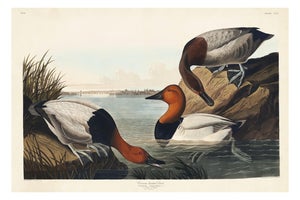 Canvas Backed Duck, Vintage Art Print Reproduction From Birds of America by John James Audubon, 48″ × 32″