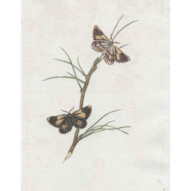 Traditional Pine Moth Antique English Handcorloed Engraving For Sale - Image 3 of 3